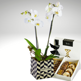 Luxury Orchids: Modernist Box & Motivo Dulce