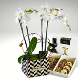 Luxury Orchids: Modernist Box & Motivo Dulce