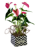 Stylish Anthurium