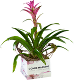 Ultimate Bromelia