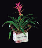 Ultimate Bromelia