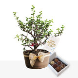 Árbol de la Abundancia & Brigadeiros