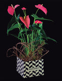 Stylish Anthurium