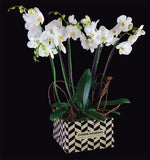 Luxury Orchids: Modernist Box