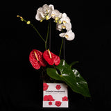 Kiss Box Orchids Small