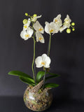 Phalaenopsis Single